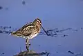 Common snipe (Gallinago gallinago)