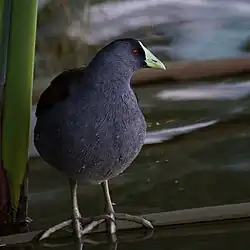 P. m. bogotensis, Colombia