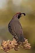 Male Gambel's quail in Las Cruces, New Mexico