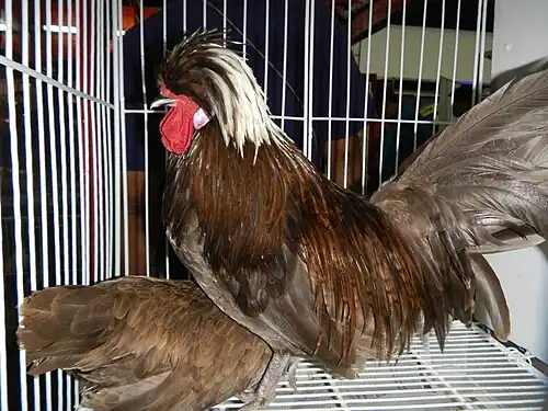 White-crested chocolate cock