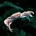 Deep sea crab found on hydrothermal vents in the Philippine Sea