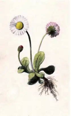 Bellis perennis