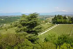 The rural area of Custoza