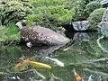 Statue of a red turtle emerging from a pond