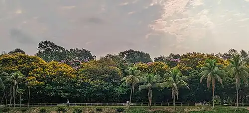 National Garden's Flower Tree