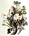 Gardenia thunbergia by Edith Struben (1868-1936)