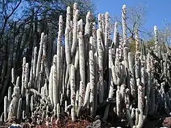 Plant growing in Huntington Gardens