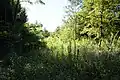 The station site overgrown.