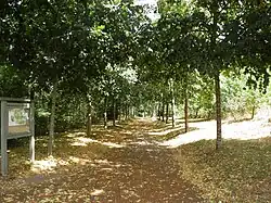 A straight, shaded avenue lined with trees, with the Diana roundabout in perspective.