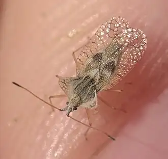 Gargaphia sp. – Oklahoma