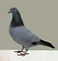 Blue barless Gascogne