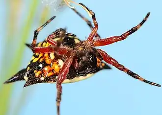 juvenile female