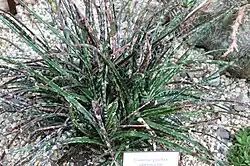 Gasteria pulchra forms rosettes of smooth, thin, sharp, elongated, ascending leaves (linear triangular).