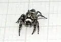 male G. tesselata