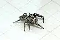 male G. tesselata