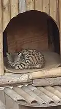 Pampas cat