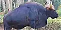 Gaur at the park