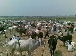 Bayalhatta of gaushala vdc in mahottari District, Nepal