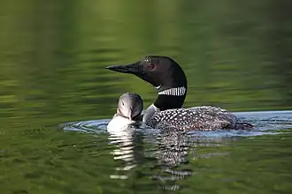 Loon (Gavia Immer)