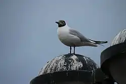 Black-headed gull, Ferrol