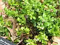 Box huckleberry (Gaylussacia brachycera)