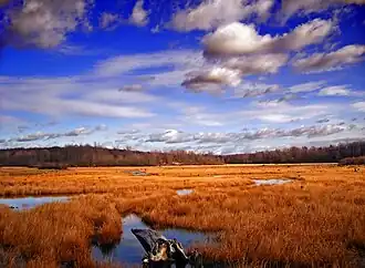 Wetland