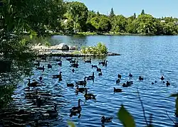 Geese and Ducks on Ramsey Lake
