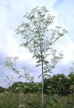 Habit
