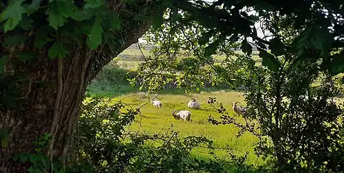A group of wild mountain goats grazing at Trefor by Yr Eifl, Penrhyn Llŷn