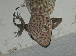 Juvenile underneath an adult