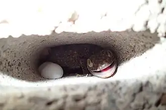 Female guarding eggs