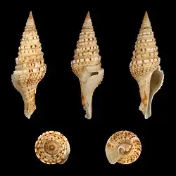 Gemmula unedo