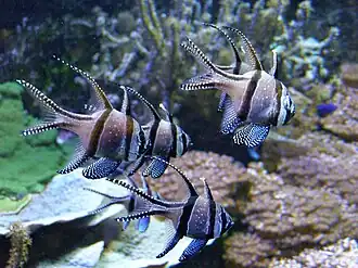 Pez cardenal de Banggai