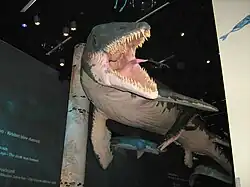 Mosasaur model suspended from exhibition gallery ceiling