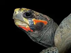 Profile of the head of a red-footed tortoise showing the squared off skull, red and dark colorations, and dark eye