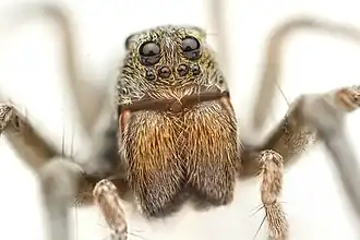 G. gosoga