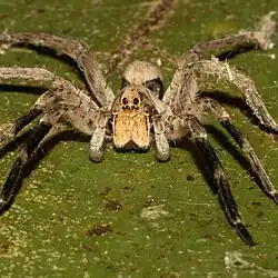 G. missouriensis