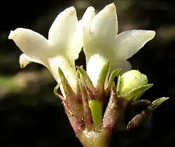 Geophila macropoda inflorescence