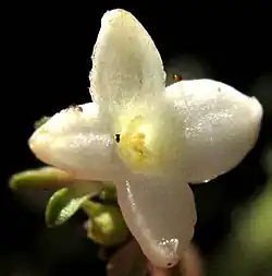 Geophila macropoda flower from above