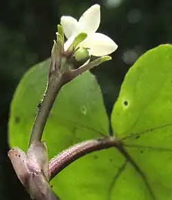 Geophila macropoda leaf base, petiole & pedunculate flowering head