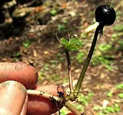 Geophila macropoda ripe drupe on peduncle