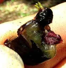 Geophila macropoda open drupe with fleshy interior