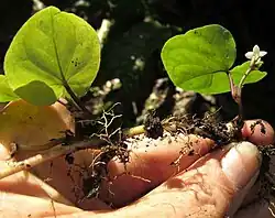 Geophila macropoda stem rooting at nodes, with leaves and flowers
