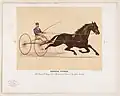 George Wilkes, The Great Trotting Sire, Record 2:22, Driven by John Crooks, 1889, Kinney Bros.