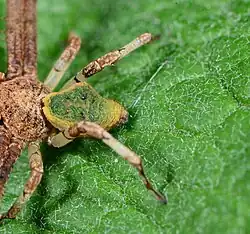 female