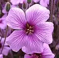 Geranium maderense