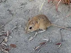 Brown gerbil