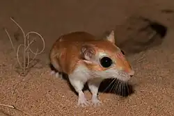 Brown and white gerbil