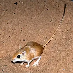 Brown and white gerbil