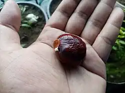 Germinating kubili nut